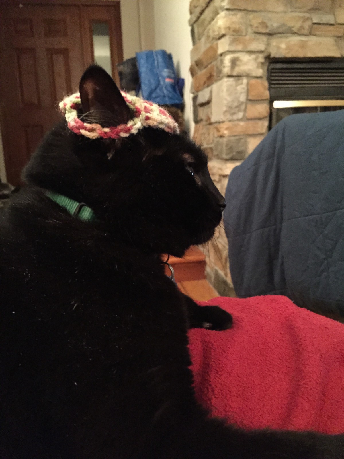 Toby in the Beanie