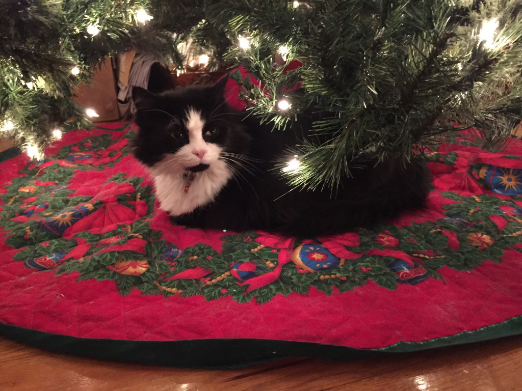 Starbuck, a black and white tuxedo cat, laying under the christmas tree.
